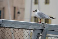 wieder Möwenspektakel