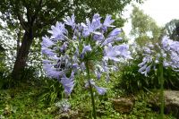 Tag 3 Vannes Agapanthus