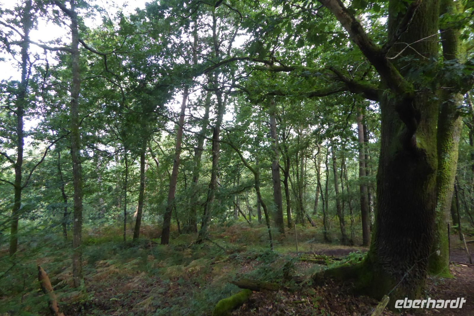 Tag 3 Wanderung im Wald von Brocéliande