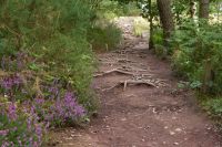 Tag 3 Wanderung im Wald von Brocéliande