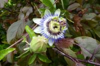 Tag 4 Wanderung Carnac, Passionsblume