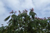 Tag 4 Wanderung Carnac, Seidenbaum