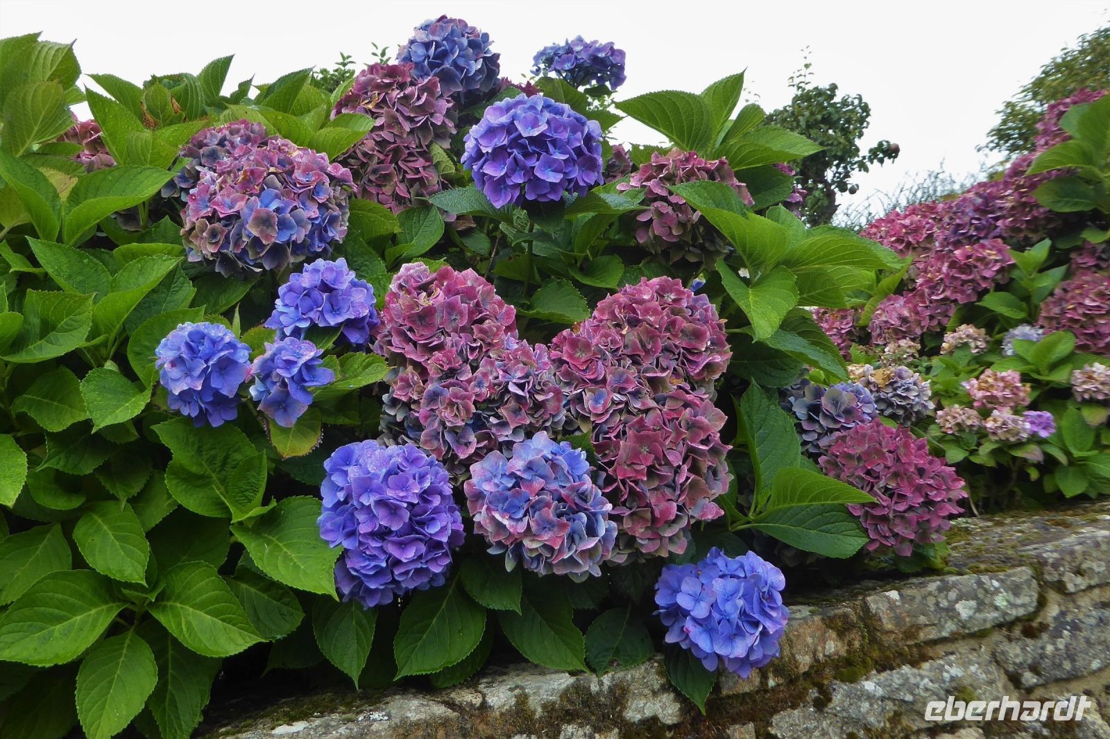 Tag 4 Wanderung Carnac Hortensien