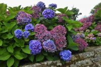 Tag 4 Wanderung Carnac Hortensien