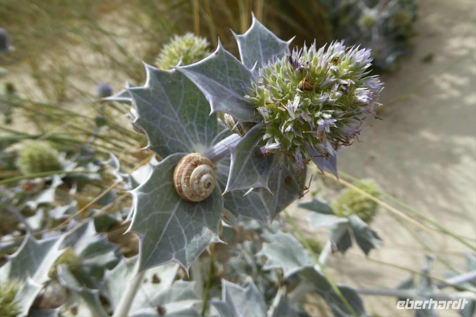 Tag 5 Strandwanderung zum Leuchtturm von Eckmühl