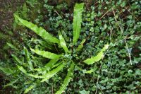 Tag 6 Wanderung zur Pointe du Raz