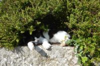 Tag 6 Wanderung zur Pointe du Raz