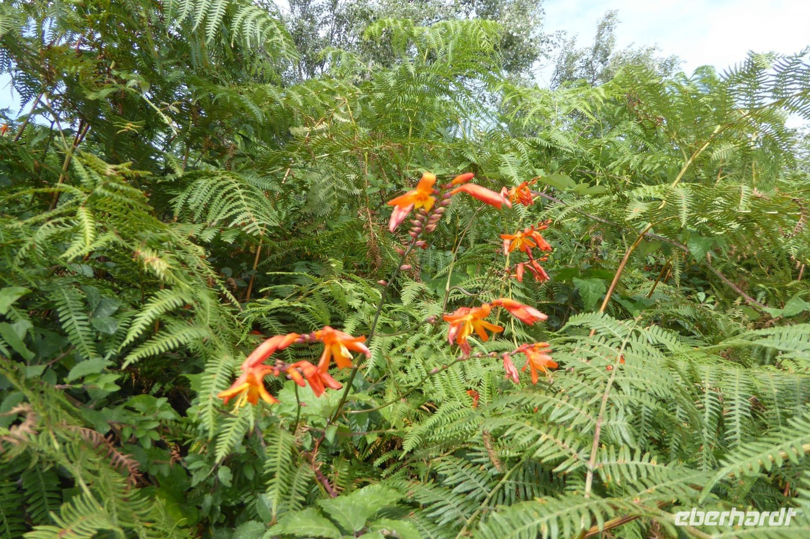 Tag 7 Wanderung bei , Halbinsel Renote Montbretien