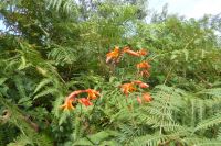 Tag 7 Wanderung bei , Halbinsel Renote Montbretien