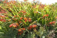 Tag 7 Wanderung bei Trégastel, Montbretien