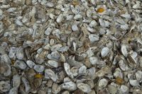 Tag 9 Austernessen in Cancale