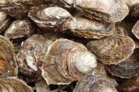 Tag 9 Austernessen in Cancale