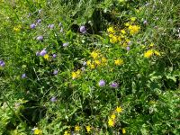 .. reicher Blütenpracht...