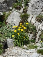 Pracht im Alpengarten La Rambertia ...