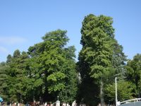 Annecy - Europapark mit prächigen Bäumen