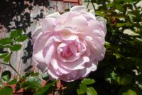 Tag 2 Calvados Brennerei Manoir d´Apreval 