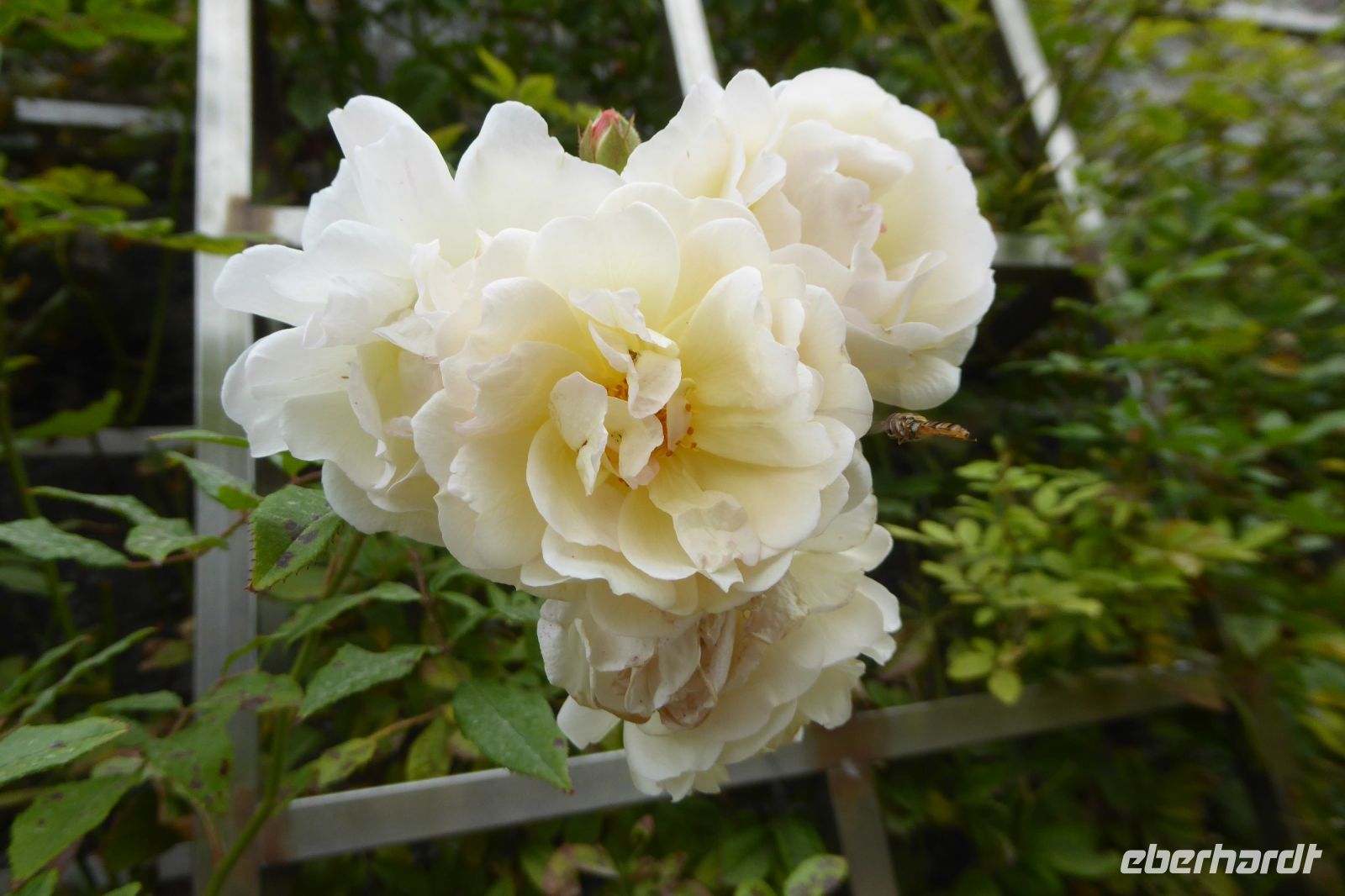 Tag 4 Bei Christian Dior in Granville