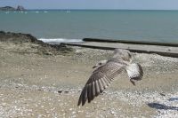 Tag 5 Austernessen in Cancale 