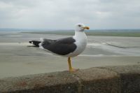 Tag 5 Mont St. Michel 