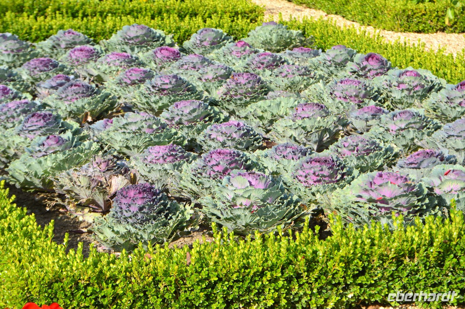 Kohlschönheiten in Violett in Villandry