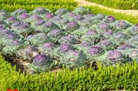 Kohlschönheiten in Violett in Villandry