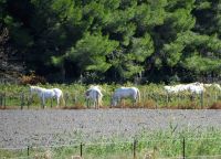 weiße Pferde der Camargue