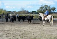 Kampfstiere und Guardien