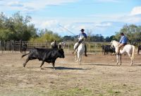 geballte Kraft im Galopp