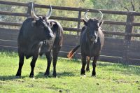Fit für die Arena in Arles?