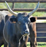 schönes Tier Nahaufnahme