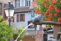 durstige Taube in Ribeauvillée