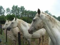 Weiße Pferde der camargue