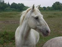 Porträt eines Camargue-Pferdes