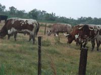 Noch sind sie friedlich