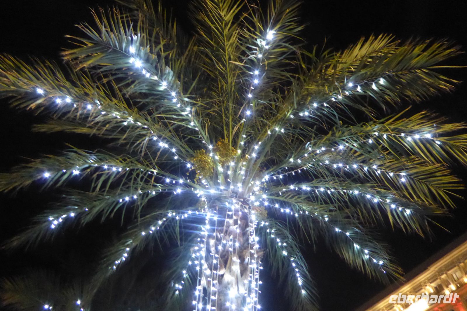 Tag 1 Silvesterreise Nizza, Oh Palmenbaum 