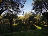 Tag 2 Nizza- Cimiez, Olivenhain