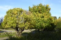 Tag 2 Silvesterreise Nizza, Orangenbaum