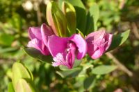 Tag 2 St Paul de Vence, Myrten-Kreuzblume