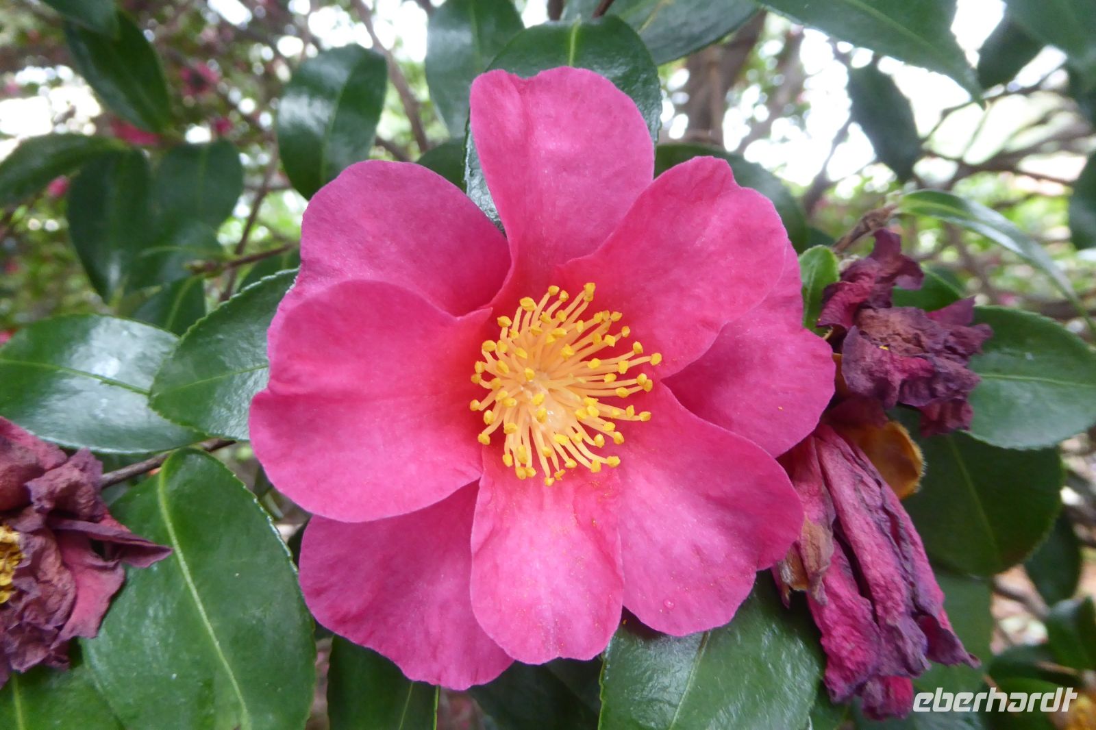 Tag 4 Besuch im Fürstentum Monaco, Kamelienblüte 