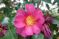 Tag 4 Besuch im Fürstentum Monaco, Kamelienblüte 