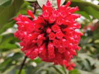 Tag 4 Monaco, Nachtjasmin