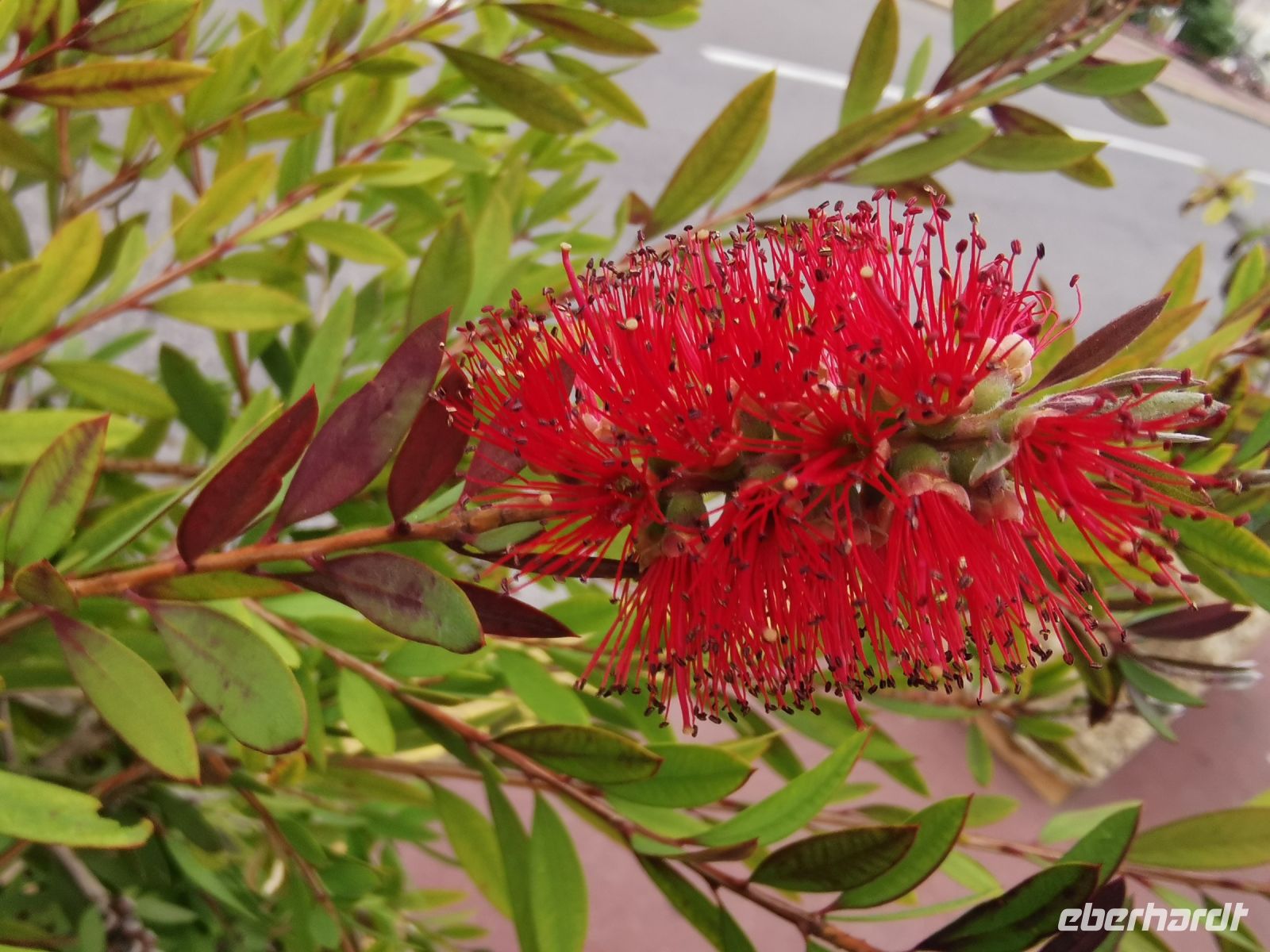 Tag 5 Rundfahrt um das Cap d´Antibes, Zylinderputzer