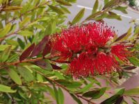 Tag 5 Rundfahrt um das Cap d´Antibes, Zylinderputzer