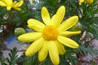 Tag 5 Silvesterreise , Cannes, Goldmargerite