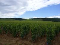 Tag 3 - 4 - Besuch des Weinguts Clos de Vougeot (9)