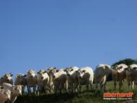 Tag 5 - 1 - Fotostopp für Charolais-Rinder (2)