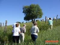 Tag 5 - 1 - Fotostopp für Charolais-Rinder (3)