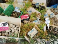 Paris Petit  Tag 4 Frische Meerestiere am Montmartre