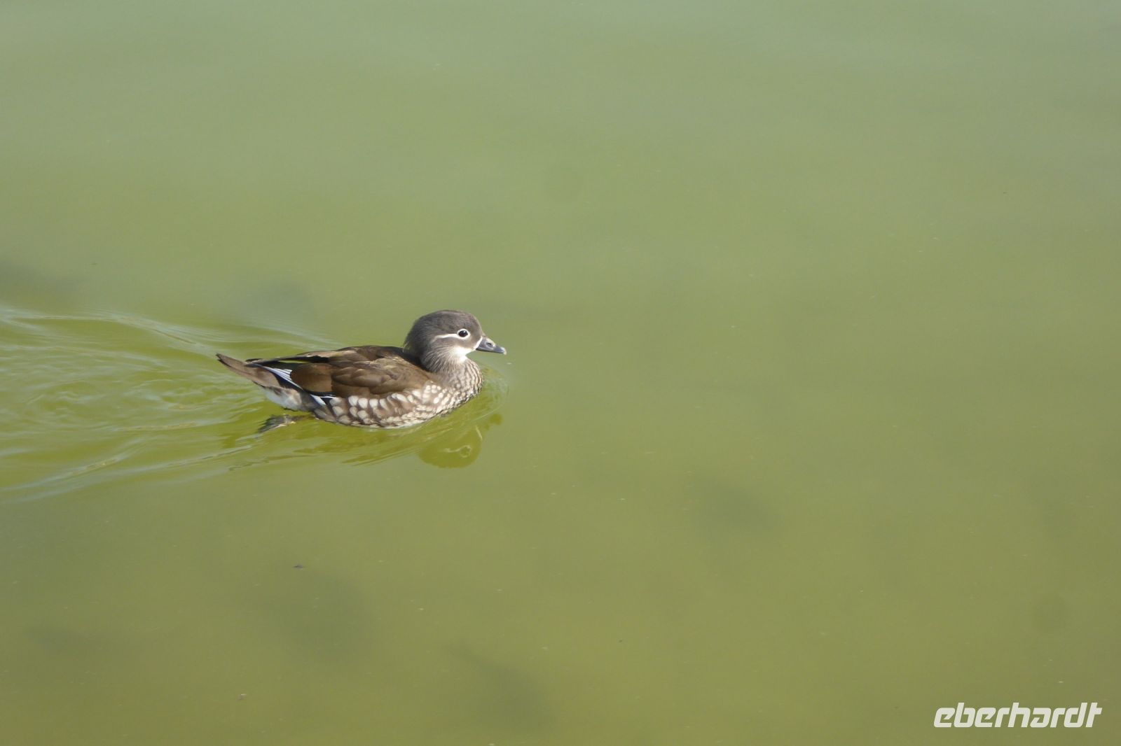 Paris Petit Tag 5  Jardin de Luxembourg  