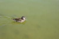 Paris Petit Tag 5  Jardin de Luxembourg  